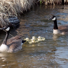 geese--their-goslings 52036183758 o