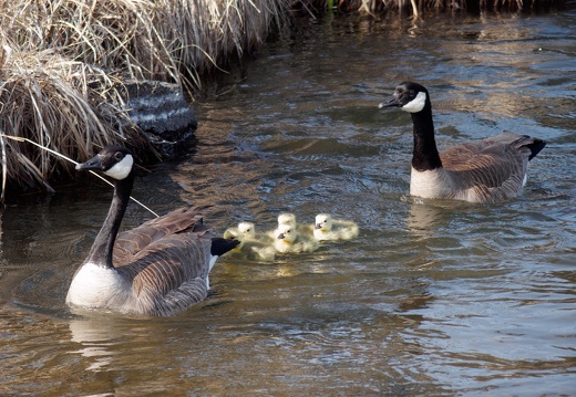 geese--their-goslings 52036183758 o