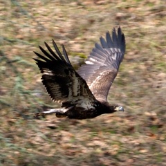 juvenile-bald-eagle 52042820106 o