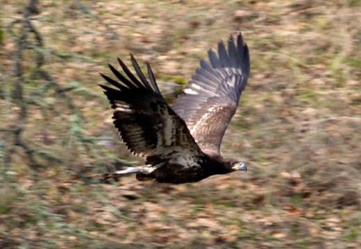 juvenile-bald-eagle 52042820106 o