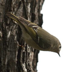 ruby-crowned-kinglet 52042854048 o