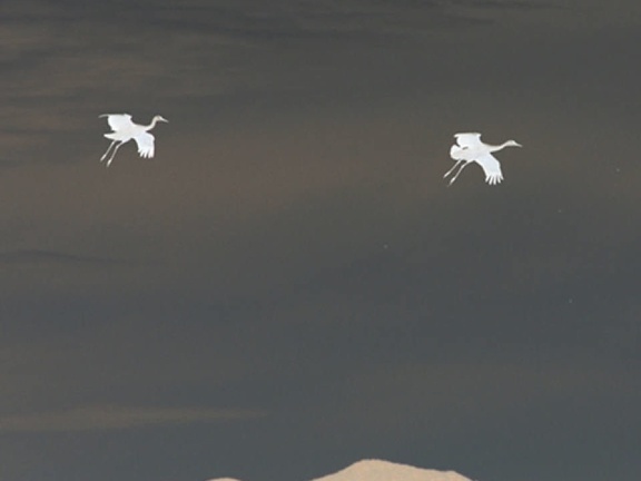 silhouette-of-sandhill-cranes 52024926480 o