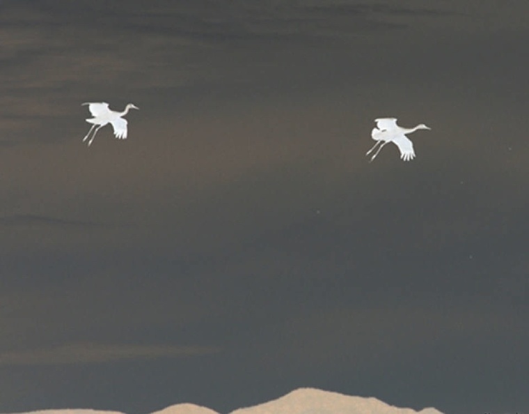 silhouette-of-sandhill-cranes_52024926480_o.jpg