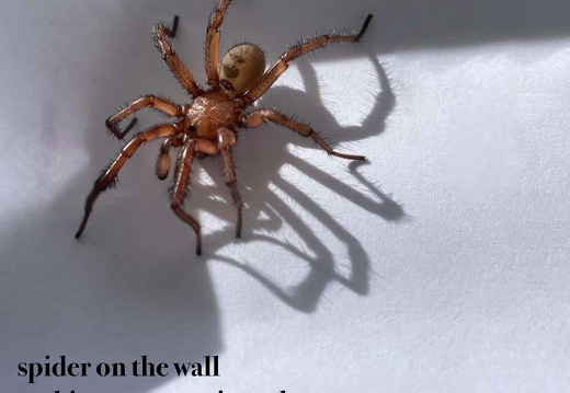 俳句 spider