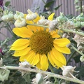 sunflower_52331919040_o.jpg