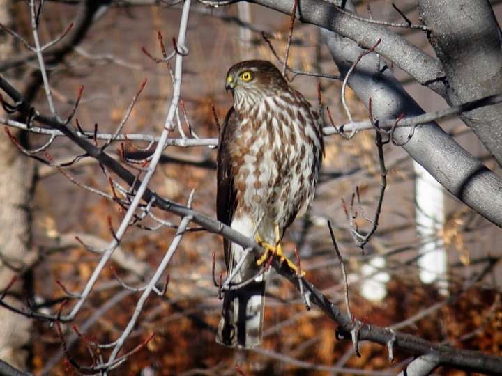 sharp-shinned hawk