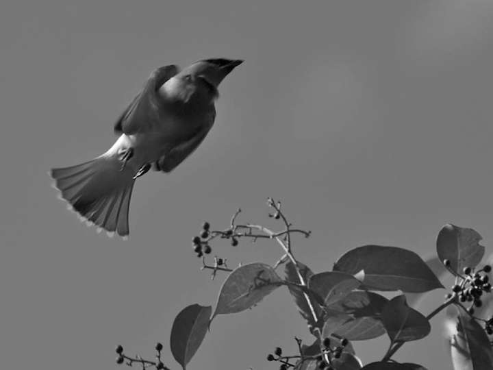 Cedar Waxwing 