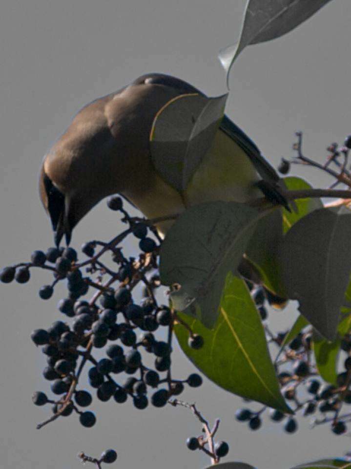 Cedar Waxwing 