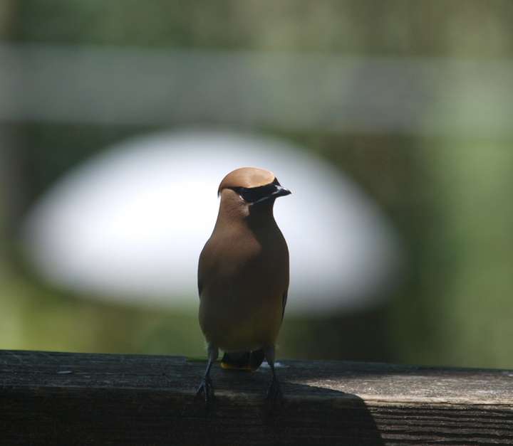 Cedar Waxwing 