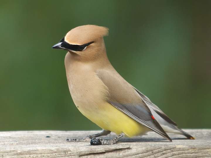 Cedar Waxwing 