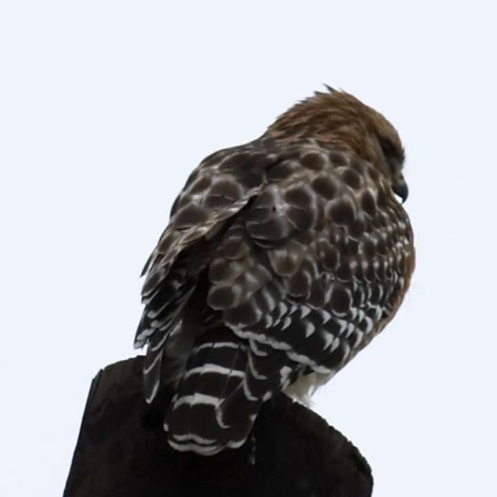 Coopers Hawk