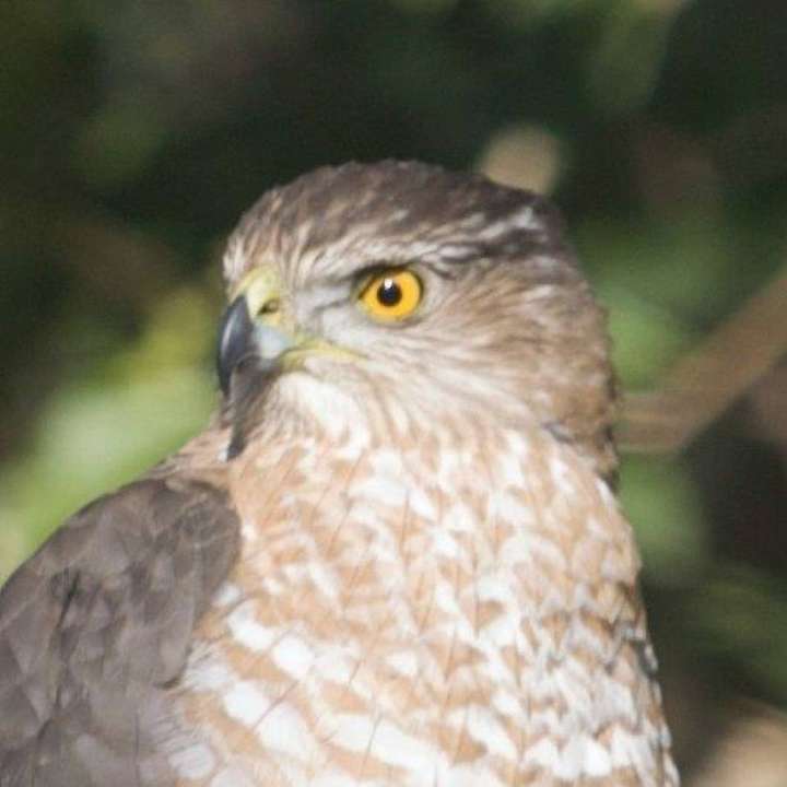 Coopers Hawk