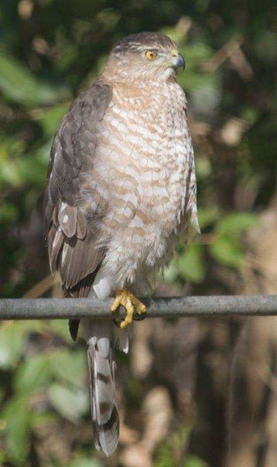 Coopers Hawk