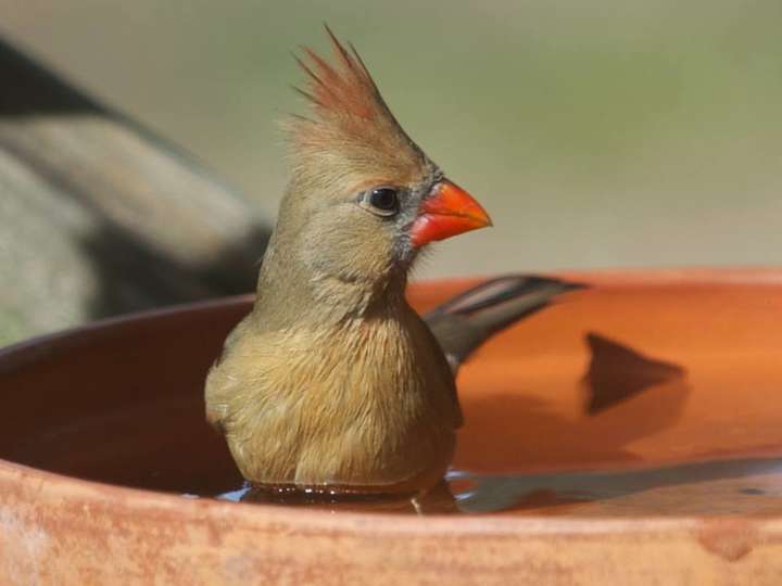 Female Northern