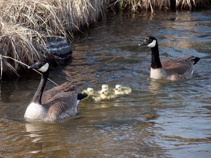 Canadian geese