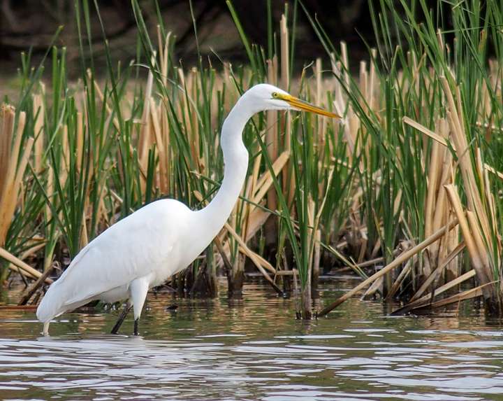 Great Egret