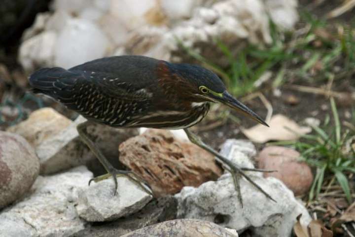 Green Heron