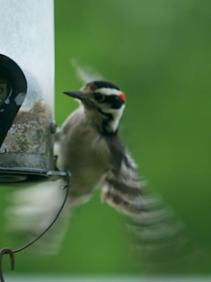 Hairy Woodpecker