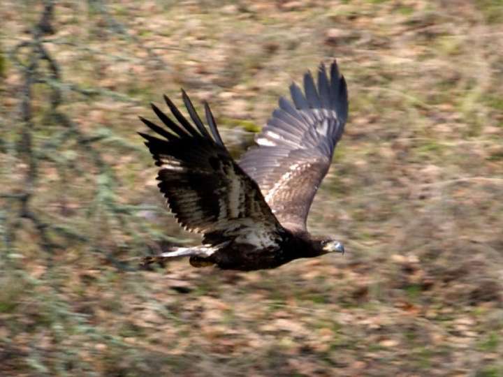 Juvenile Bald Eagle