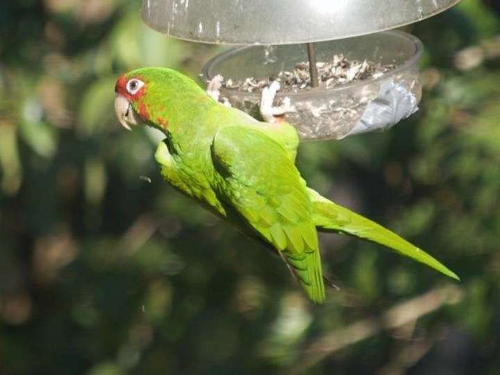 Mitred Parakeet