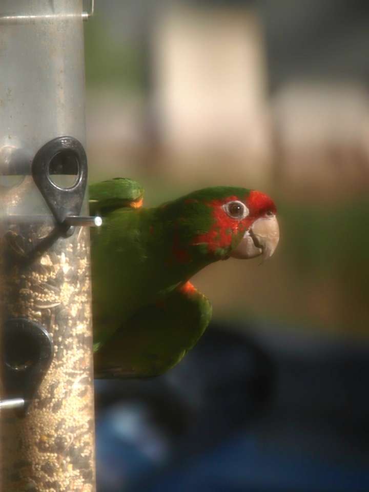 Mitred Parakeet 