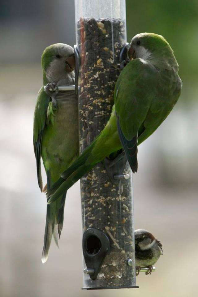 Monk Parakeets