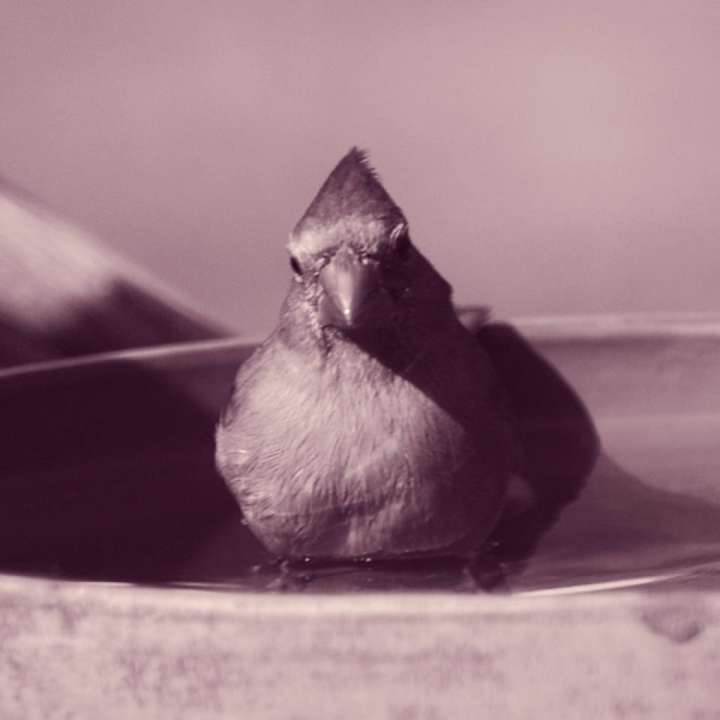 Northern Cardinal