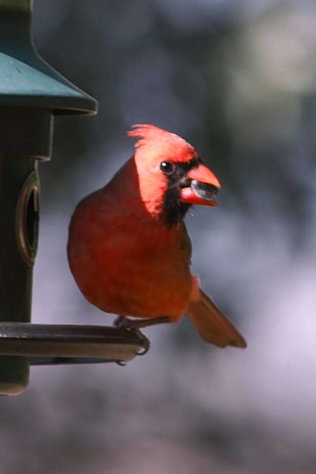 Northern cardinal