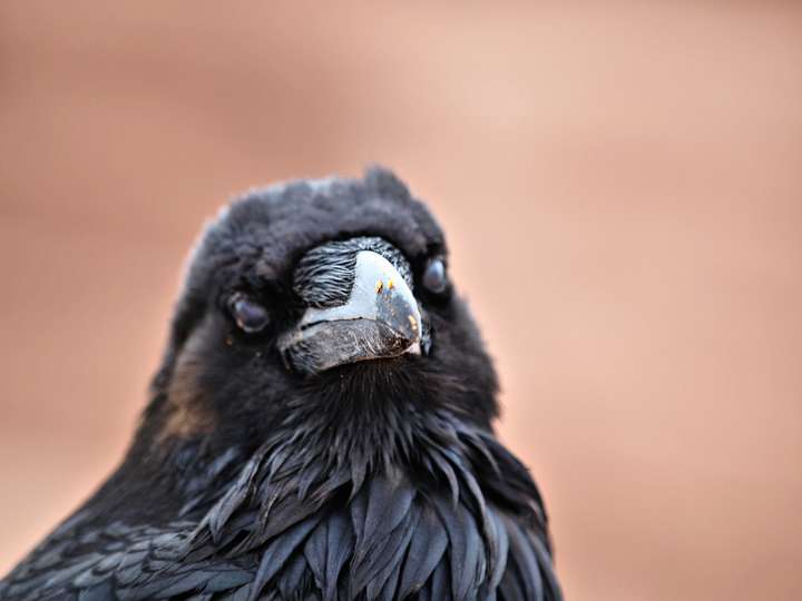 Common Raven