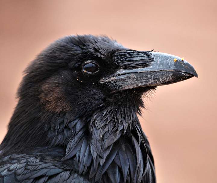 Common Raven