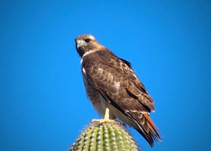 Red-tailed hawk