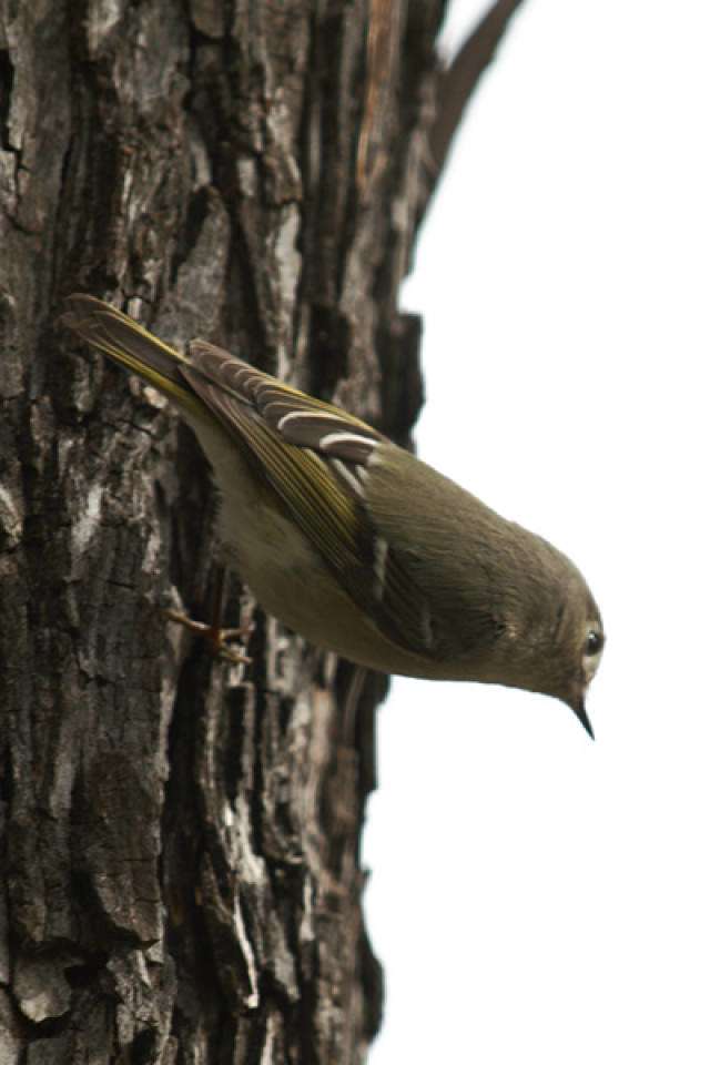 Ruby-crowned Kinglet