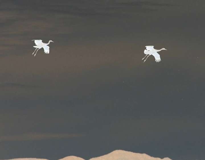 Silhouette of Sandhill  Cranes