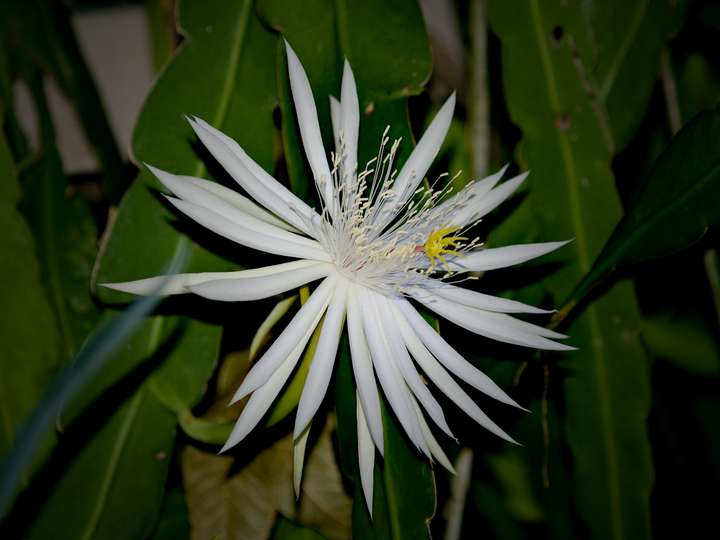 night blooming cereus