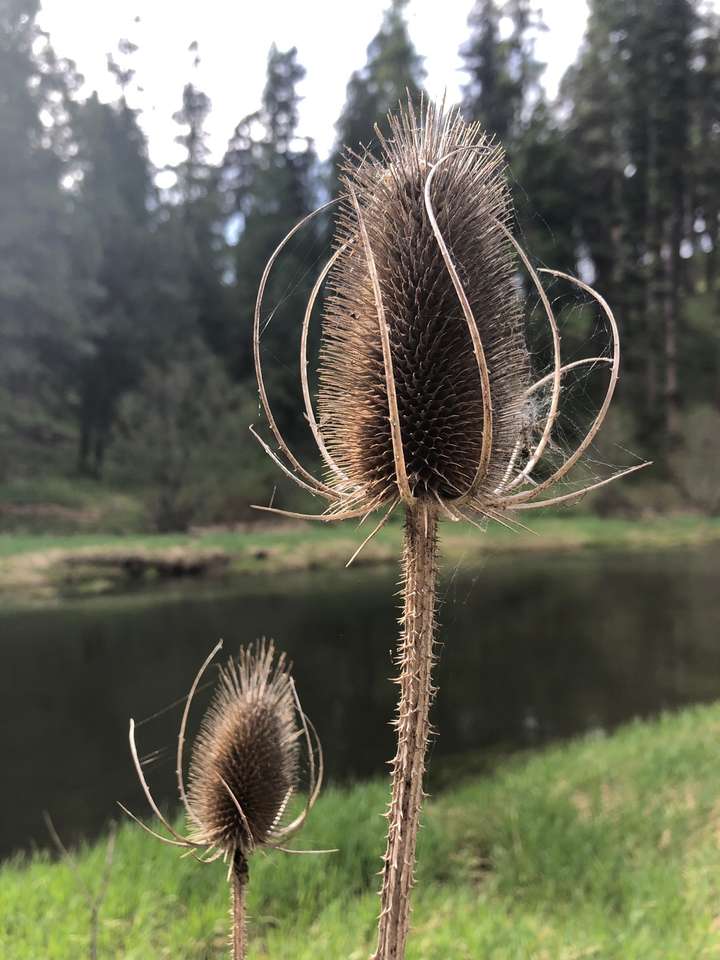 wild teasel